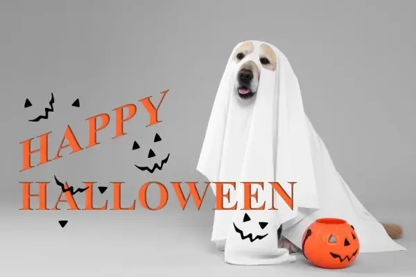 Happy Halloween from Allianze Mortgage